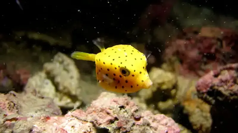Boxfish Yellow 11