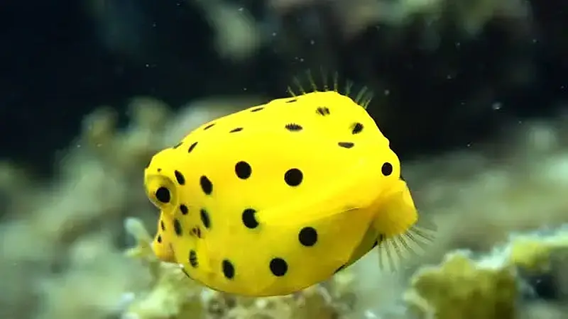 Boxfish Yellow 12