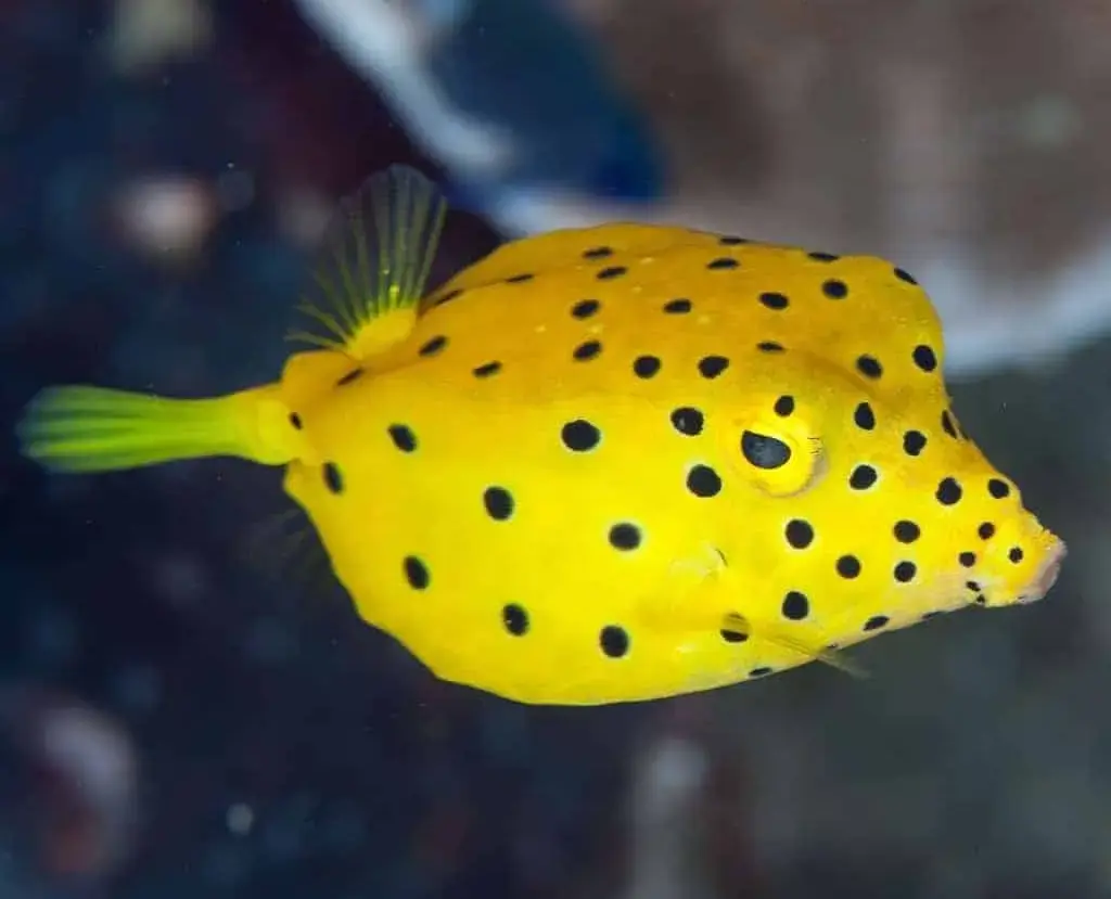 Boxfish Yellow 13