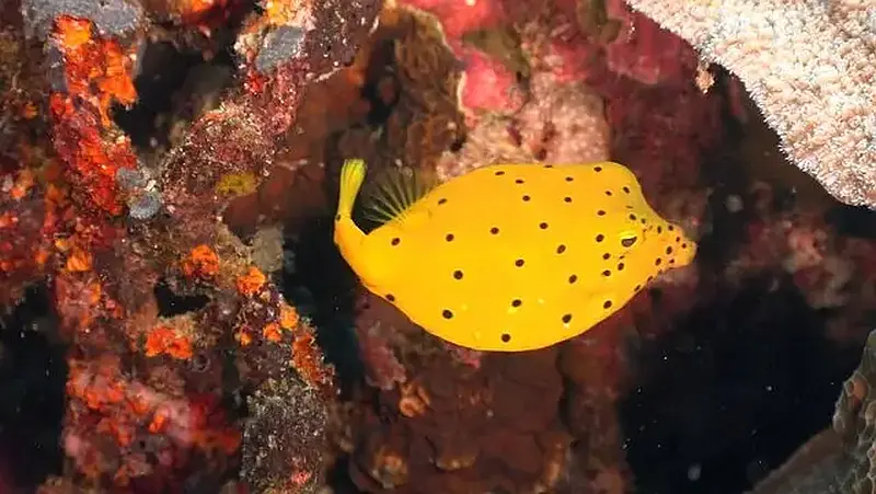 Boxfish Yellow 14