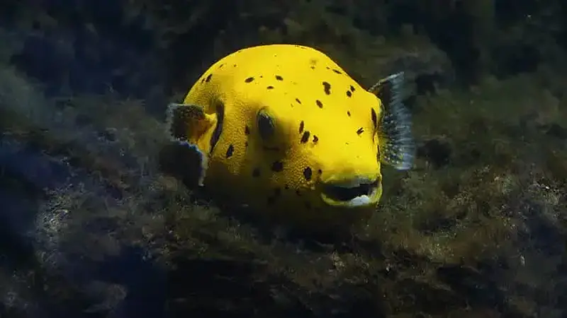 Boxfish Yellow 15