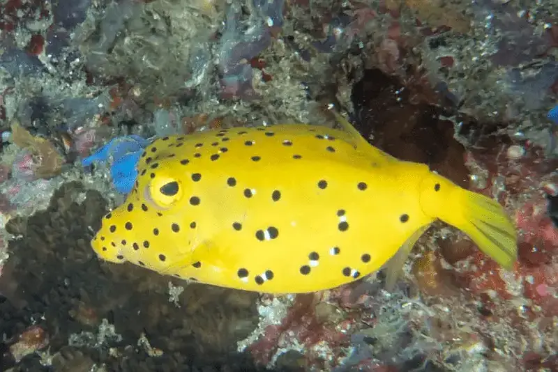 Boxfish Yellow 16