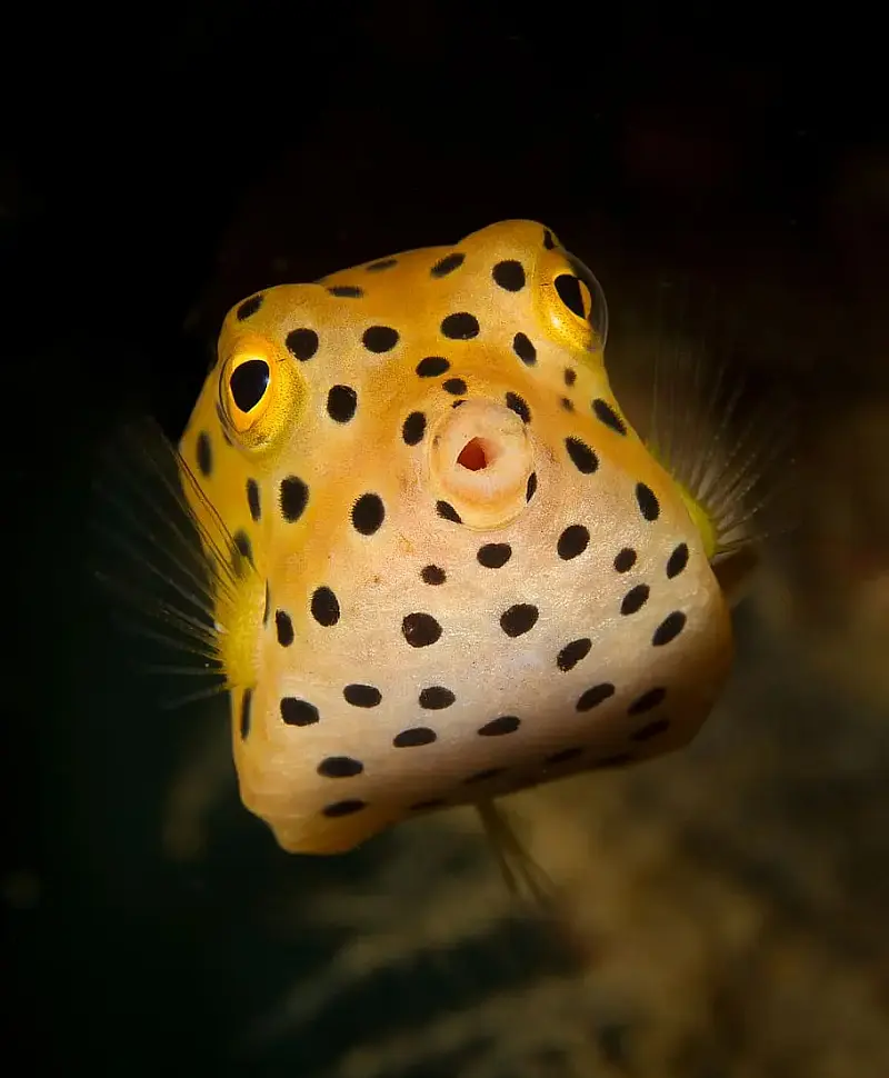 Boxfish Yellow 18