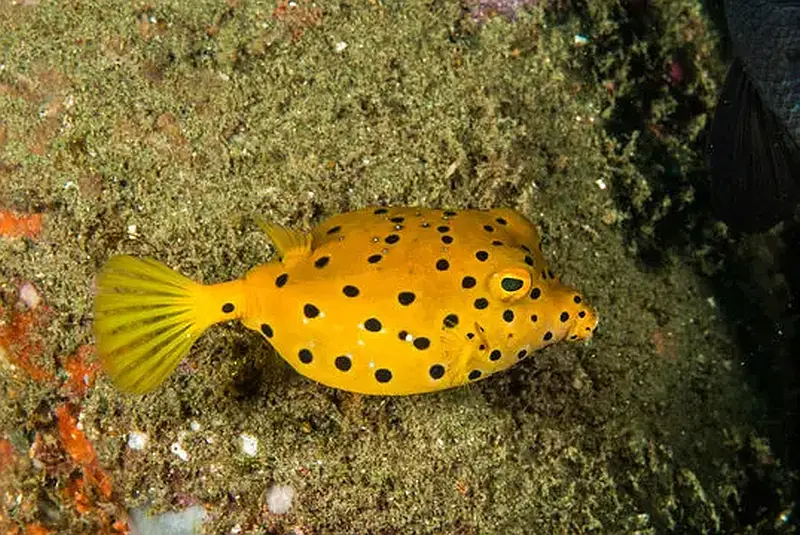 Boxfish Yellow 19