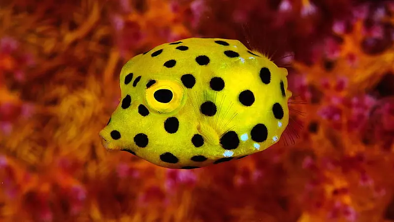 Boxfish Yellow 2
