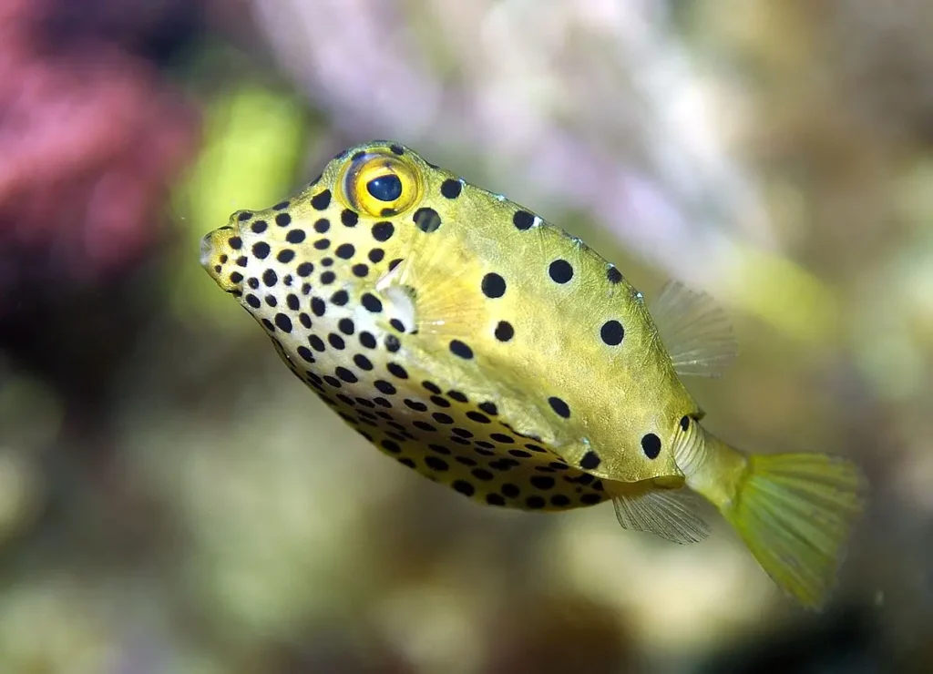 Boxfish Yellow 20