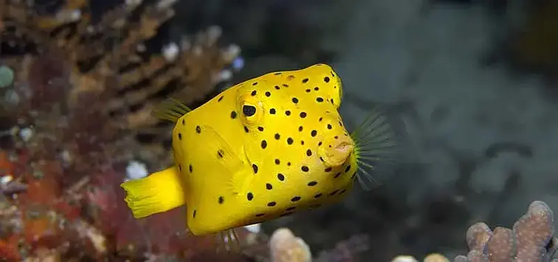 Boxfish Yellow 21