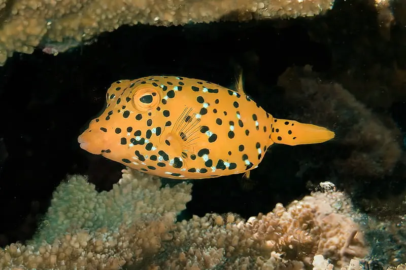 Boxfish Yellow 22