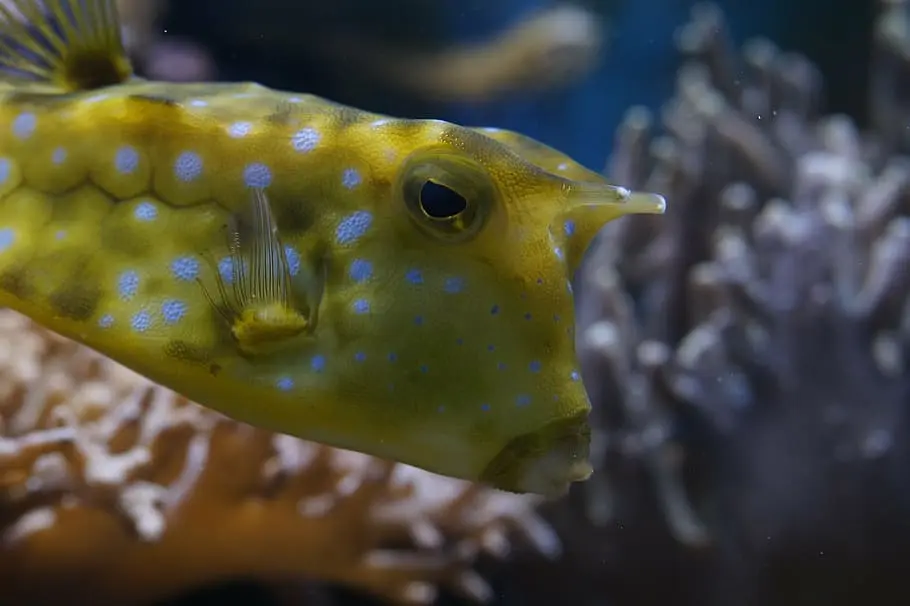 Boxfish Yellow 23