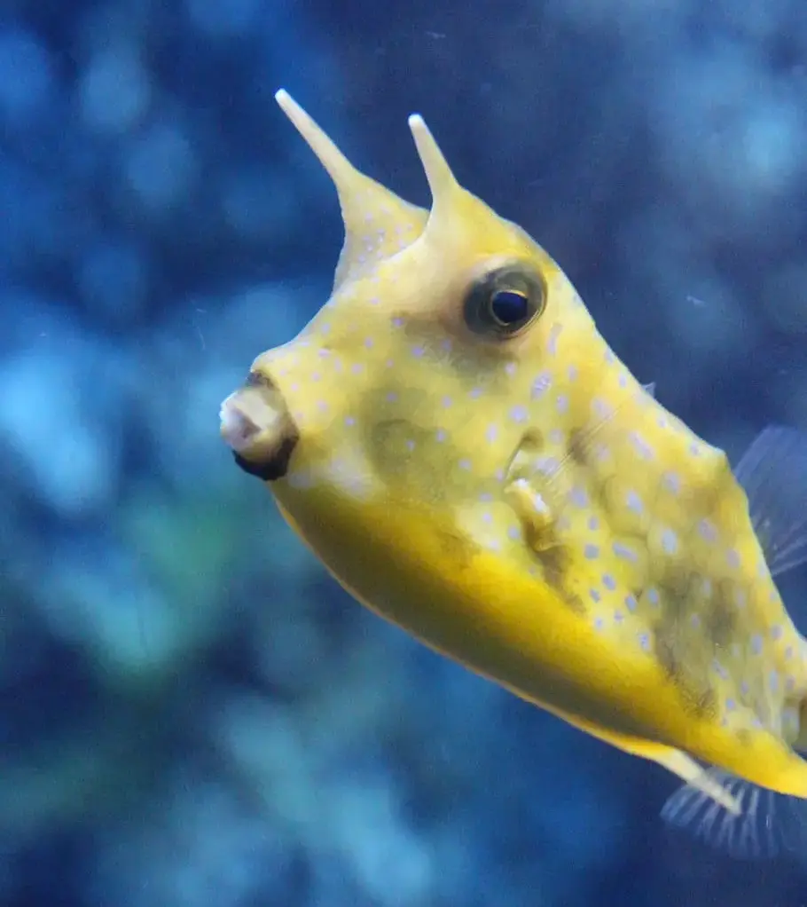 Boxfish Yellow 24