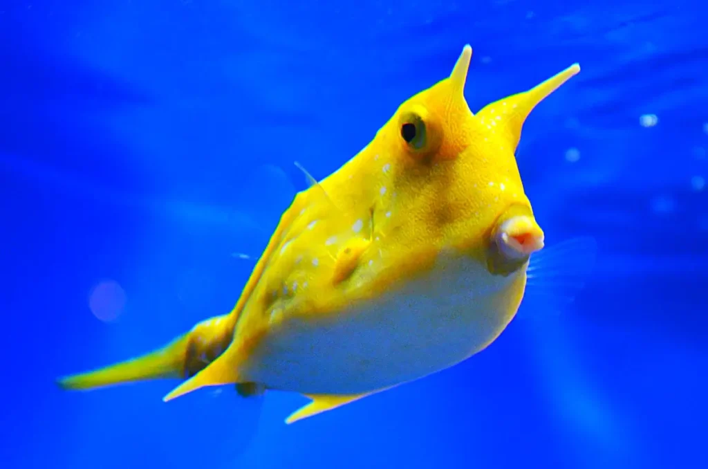 Boxfish Yellow 25