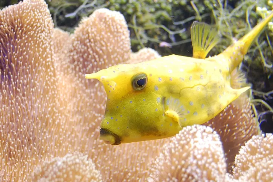 Boxfish Yellow 27