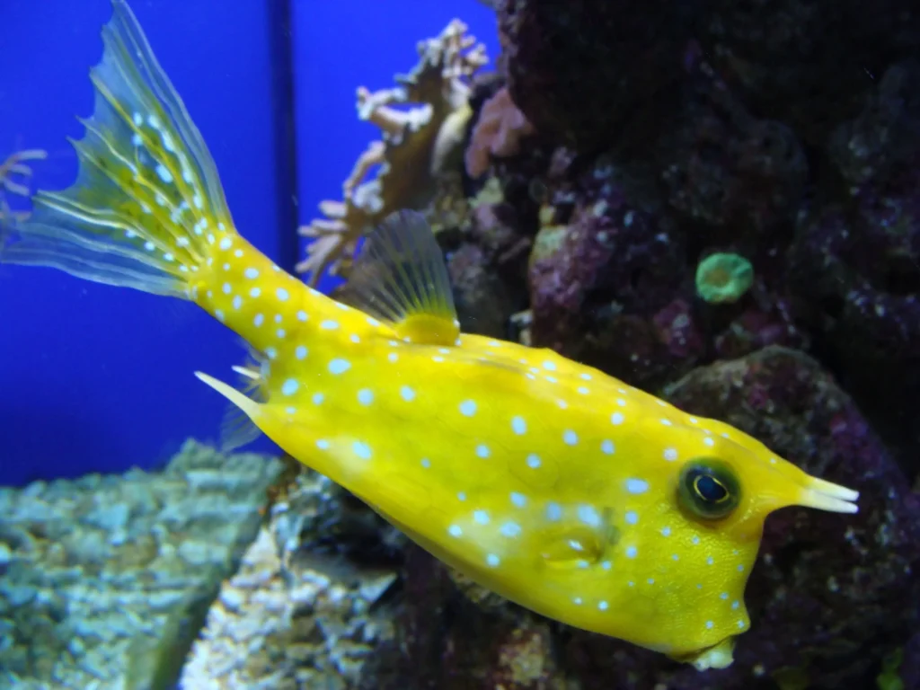 Boxfish Yellow 28