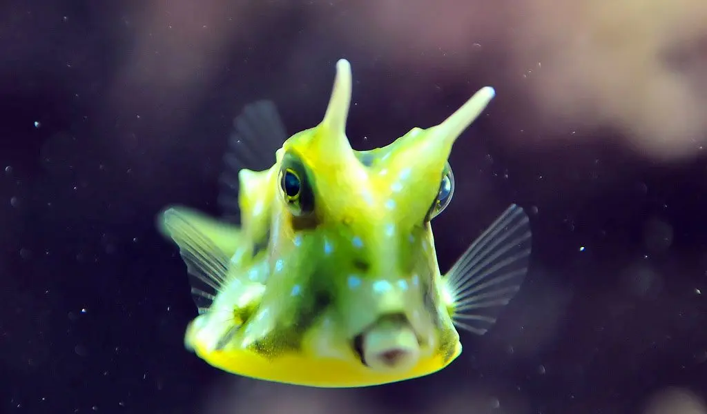 Boxfish Yellow 29