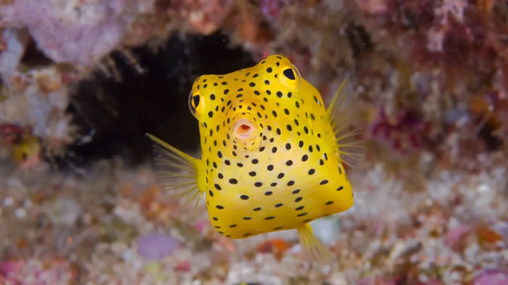 Boxfish Yellow 3