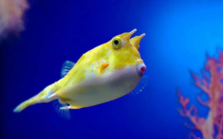 Boxfish Yellow 30