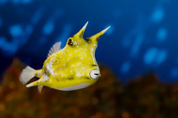 Boxfish Yellow 31