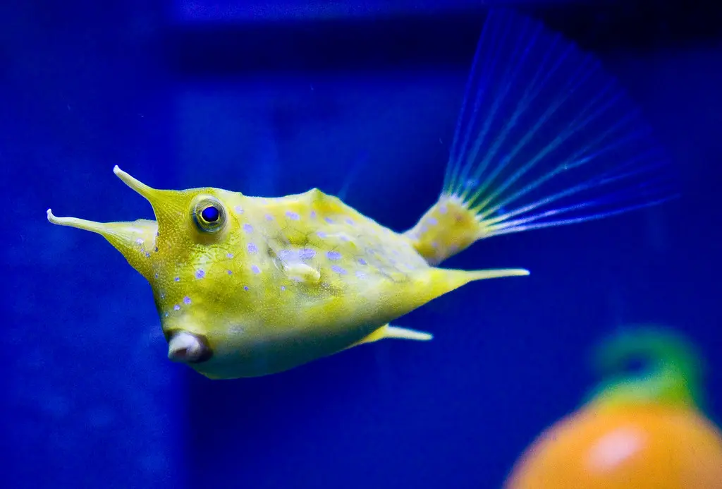 Boxfish Yellow 32