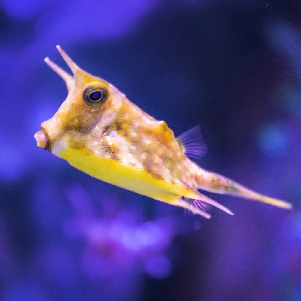 Boxfish Yellow 33
