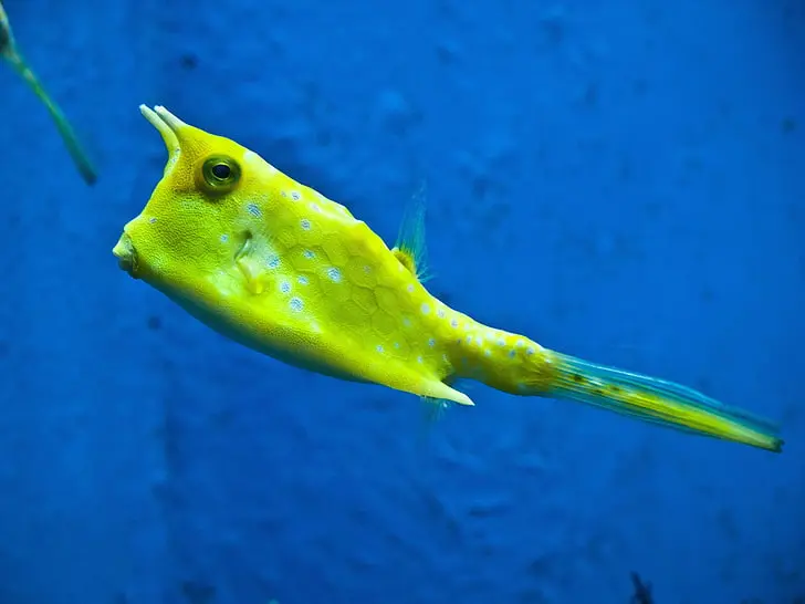 Boxfish Yellow 34