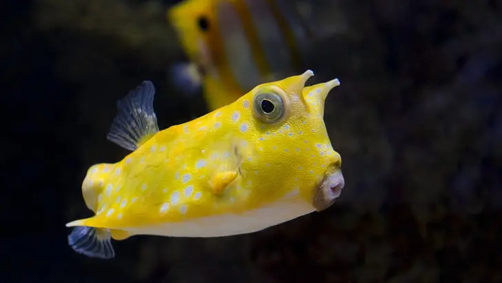 Boxfish Yellow 35