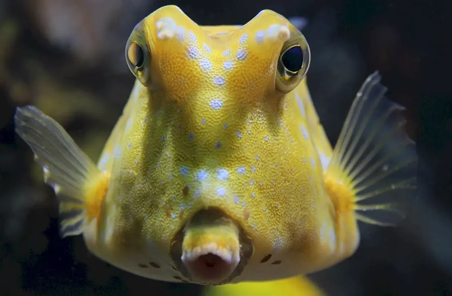 Boxfish Yellow 36