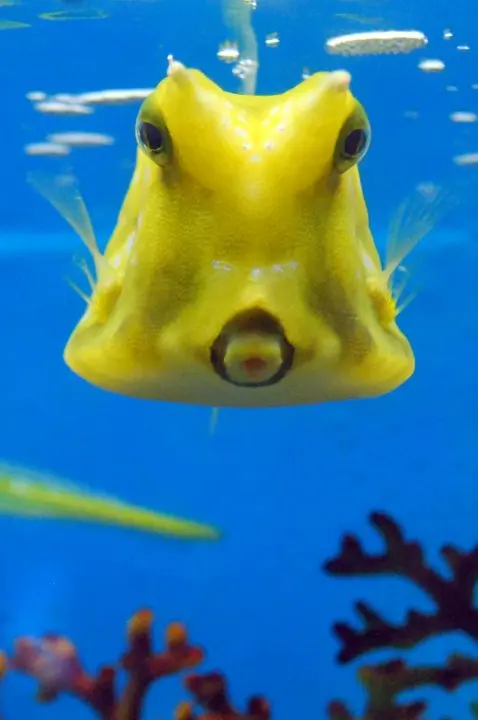 Boxfish Yellow 37