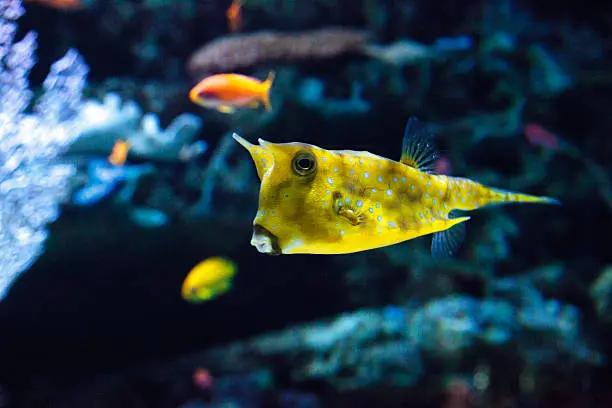 Boxfish Yellow 38