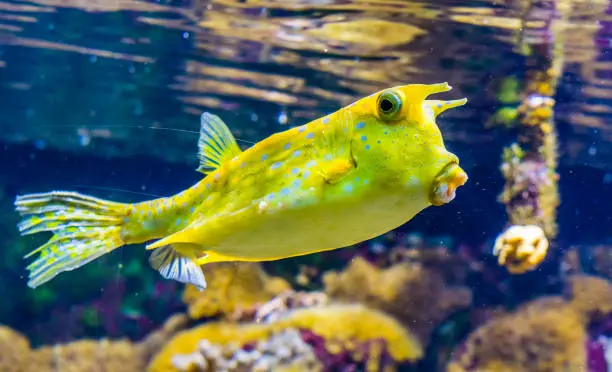 Boxfish Yellow 39