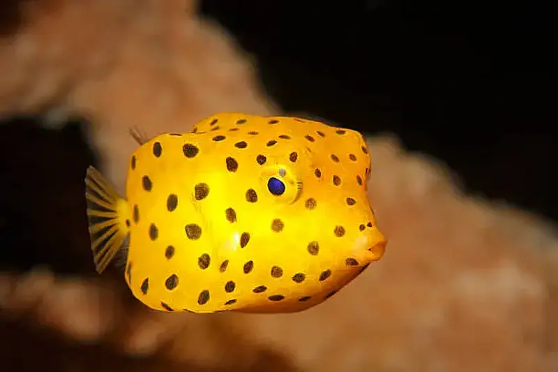 Boxfish Yellow 5