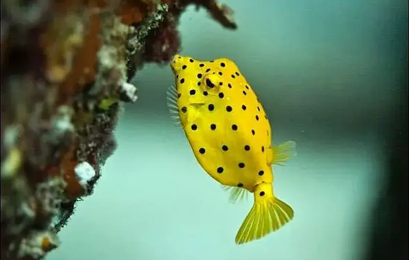 Boxfish Yellow 6