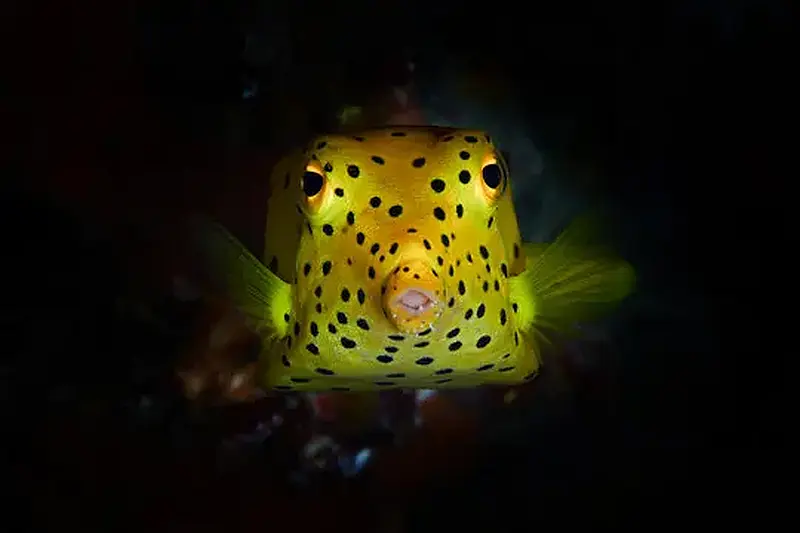 Boxfish Yellow 7