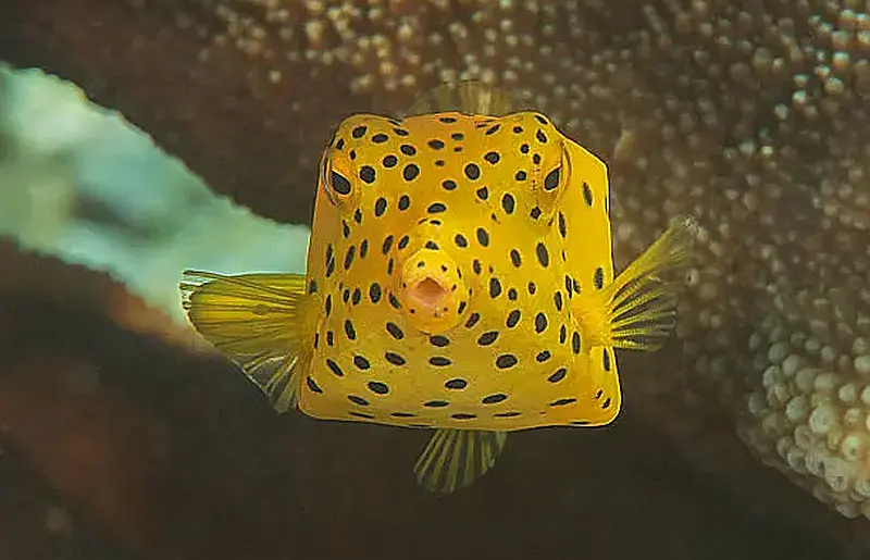 Boxfish Yellow 8