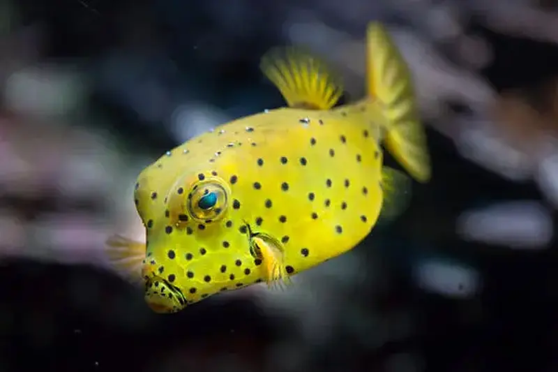 Boxfish Yellow 9