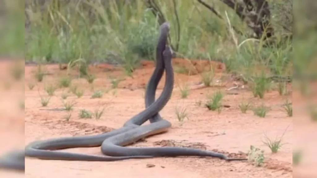 Can Snakes Avenge Their Partner's Death 1