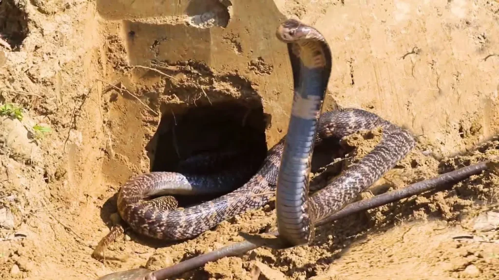 Can Snakes Avenge Their Partner's Death 3