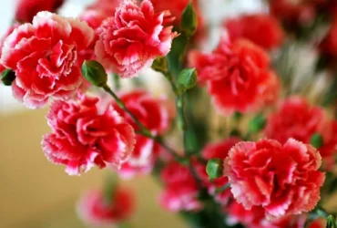 Carnation Flower 1