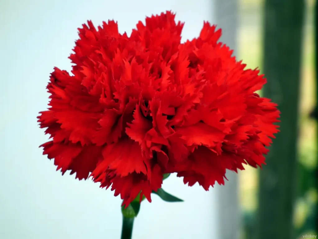 Carnation Flower 5