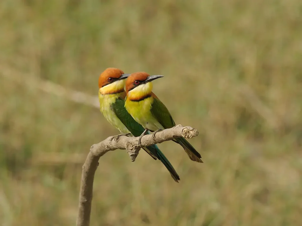 Chestnut-headed Bee-eater 23