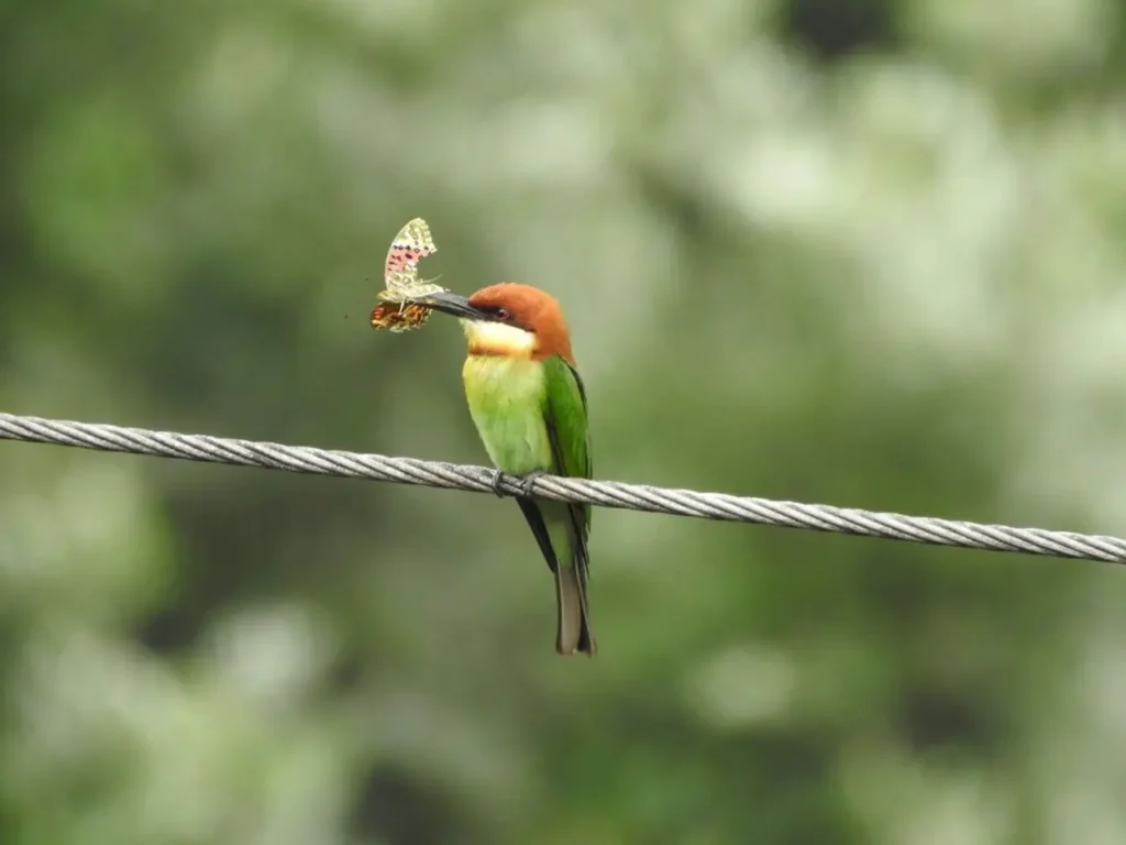 Chestnut-headed Bee-eater 24