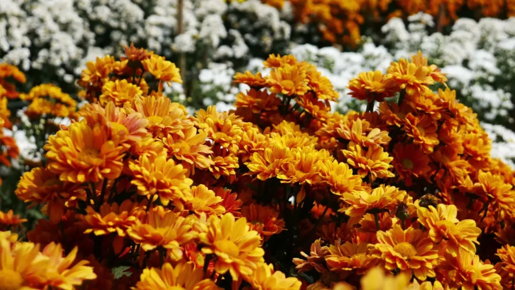 Chrysanthemum Flower 9