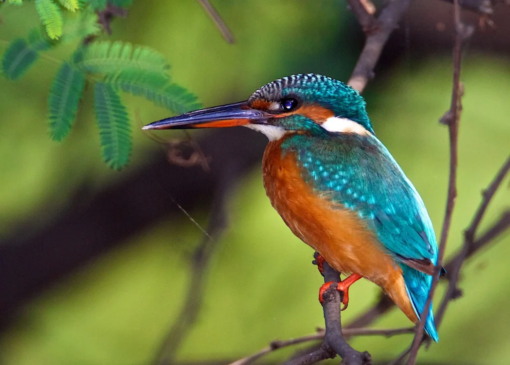 Common Kingfisher 14