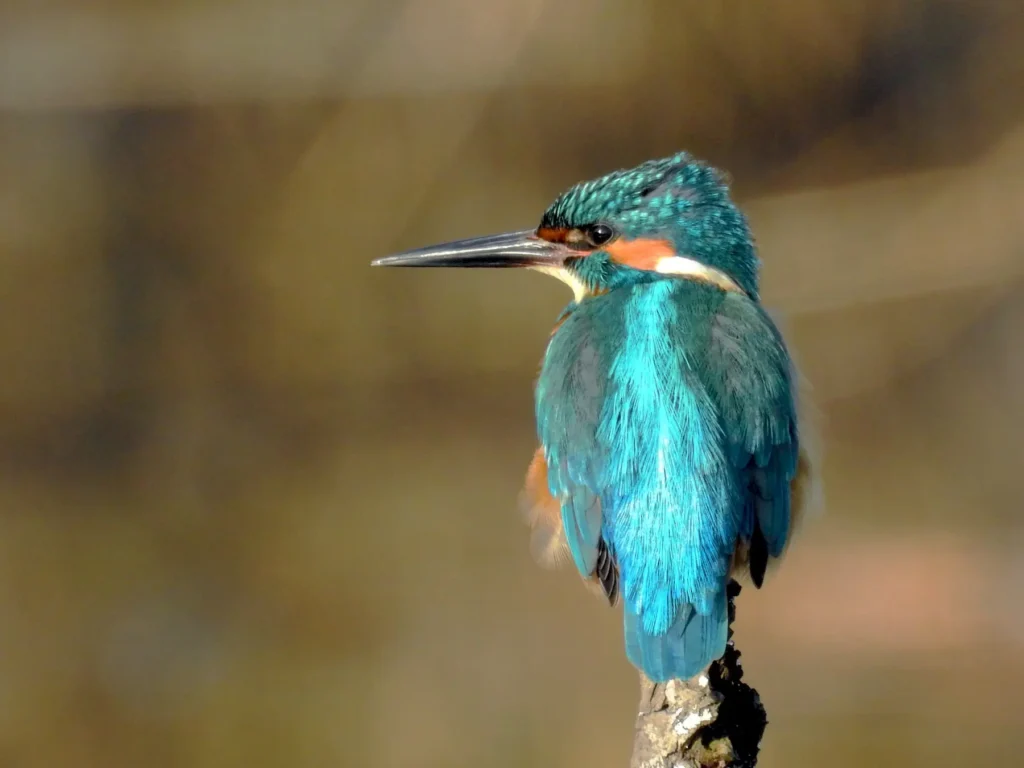 Common Kingfisher 16