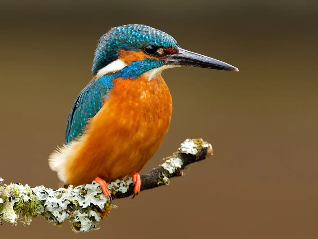 Common Kingfisher 18