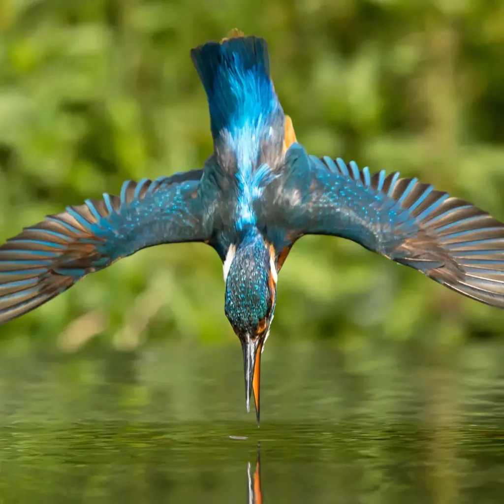 Common Kingfisher 25