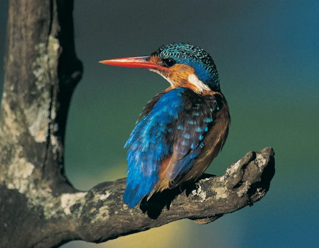 Common Kingfisher 29