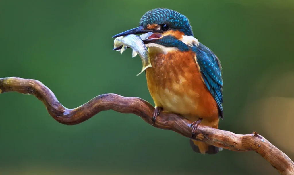 Common Kingfisher 35