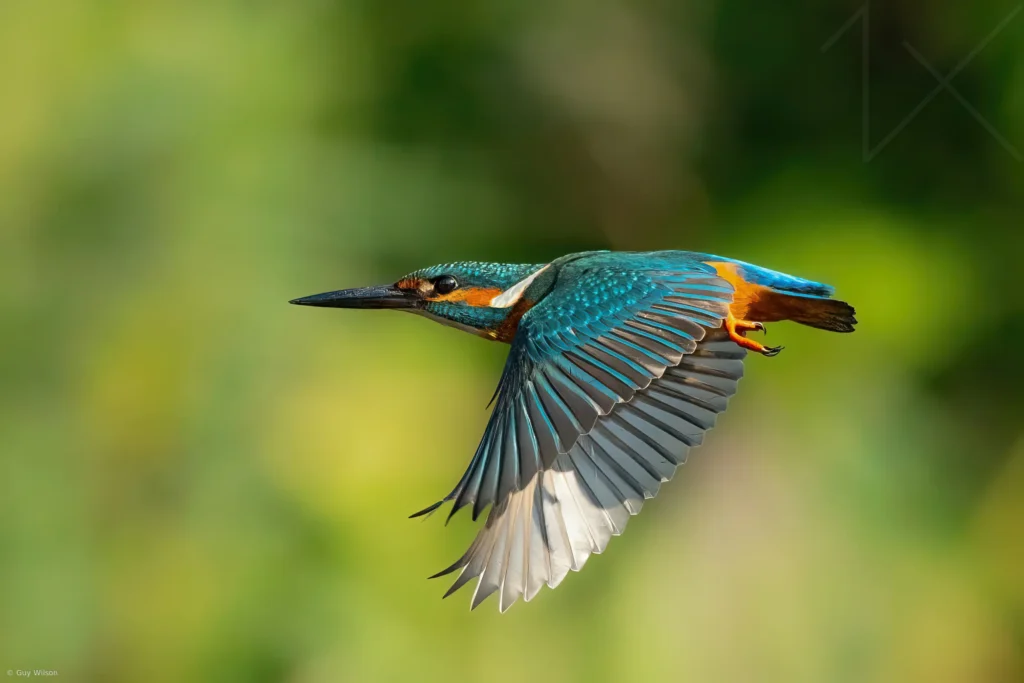 Common Kingfisher 38