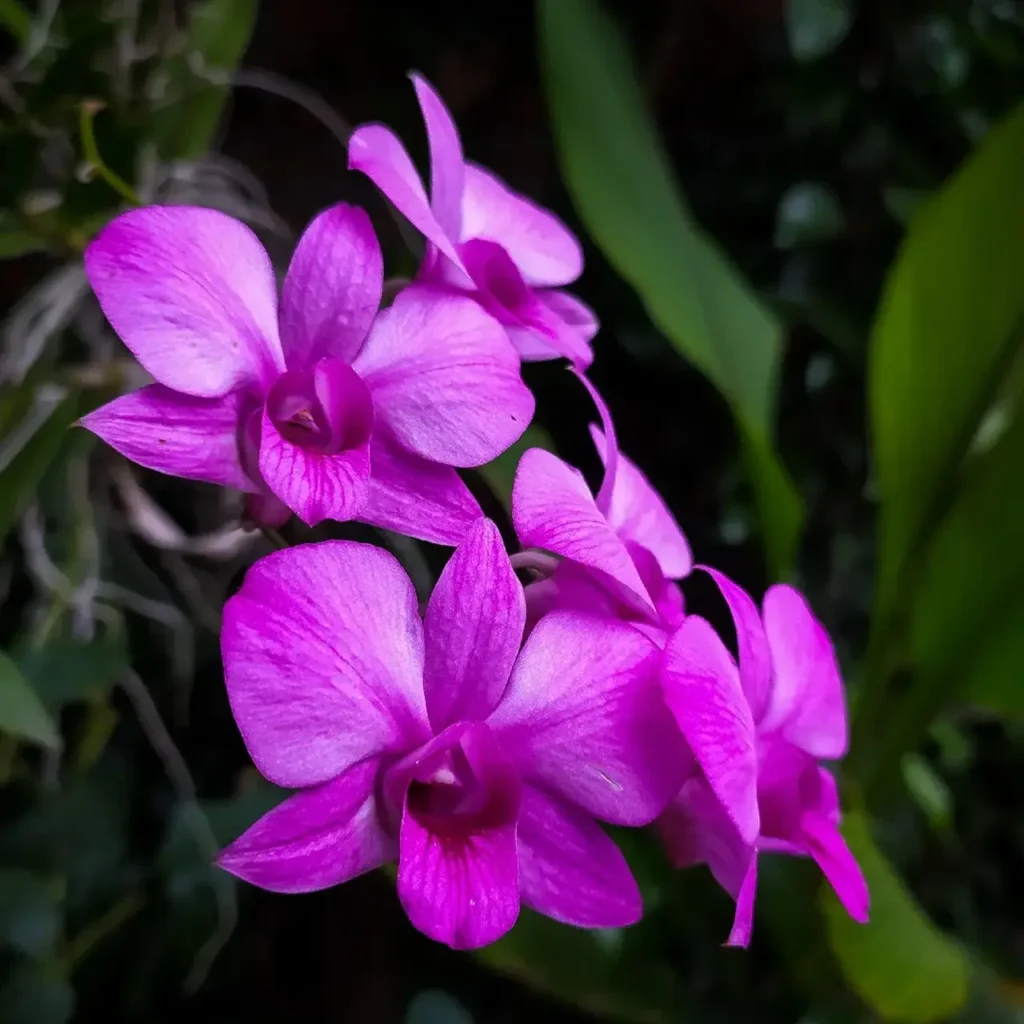 Cooktown Orchid 6