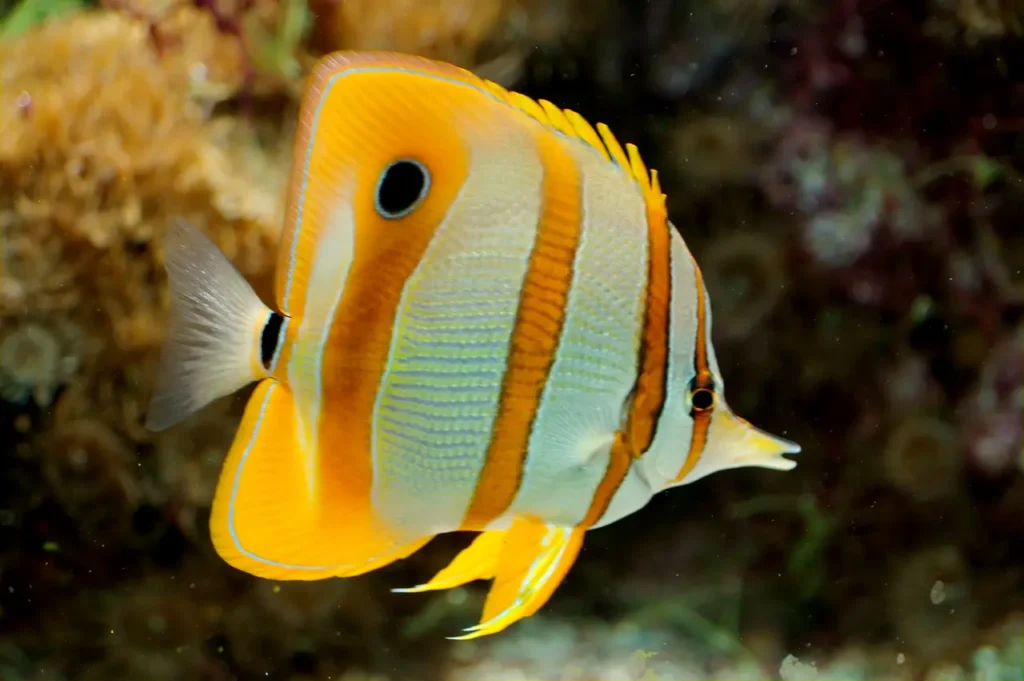 Copperband Butterflyfish 1